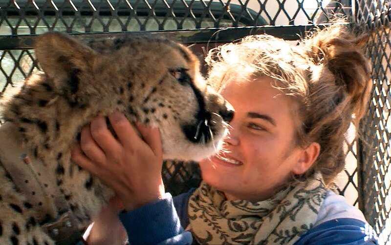 Julia hilft, den Funksender des ausgewilderten Geparden Pride zu reparieren. – Bild: SWR