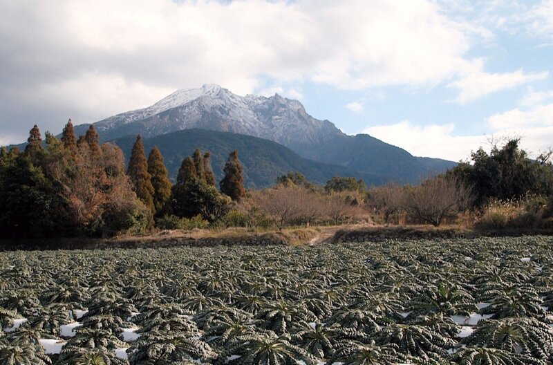 An den Hängen des Vulkans Sakurajima werden die weltweit größten Rettiche angebaut. – Bild: Picasa