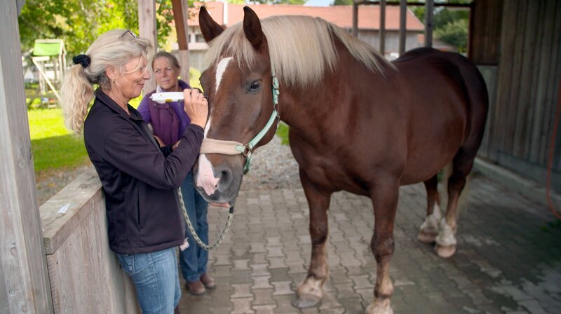 Bei Kaltblüter Pollux wurde eine Zyste in den Atemwegen entfernt. Mit Akupunktur sorgt Dr. Regina Seemüller dafür, dass der lebensbedrohliche Tumor nicht zurückkommt. – Bild: NDR/​Doclights GmbH 2020
