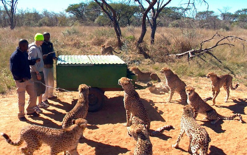 Die Geparden warten gespannt auf die Fütterung. – Bild: SWR
