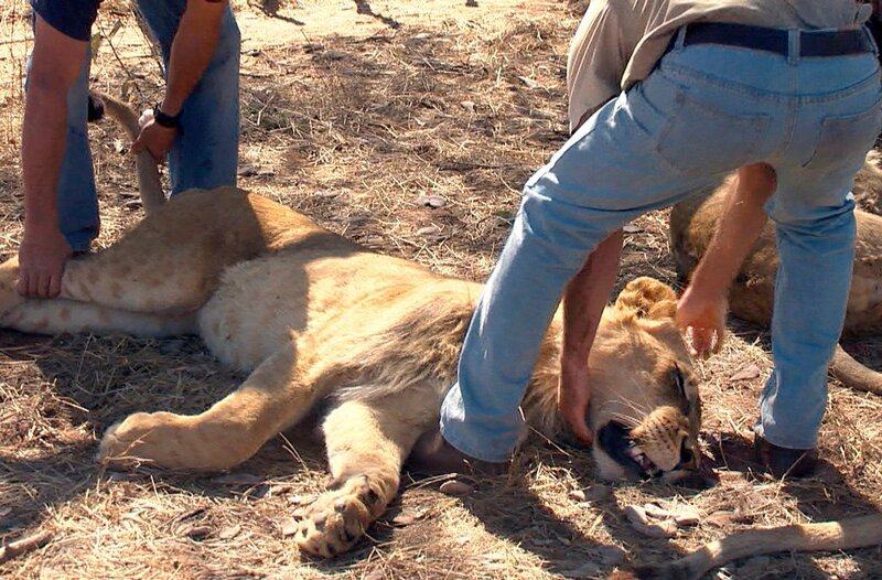 Die jungen Löwen werden für eine Untersuchung betäubt. – Bild: SWR