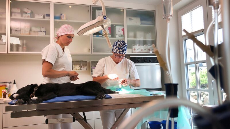 Nach einem Unfall muss Stephanie Petersen den Schwanz von Harvey ein Stück kürzen. – Bild: NDR/​Doclights GmbH 2020