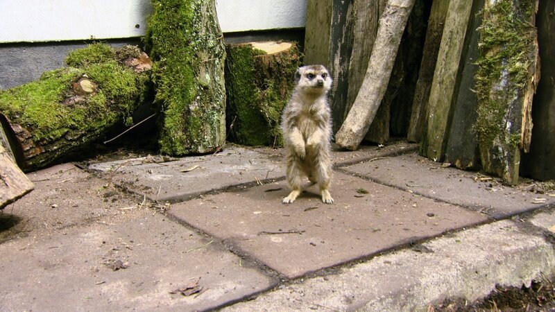Als Abenteurer möchte Enno Erdmännchen die Welt entdecken. – Bild: ZDF/​Studio TV
