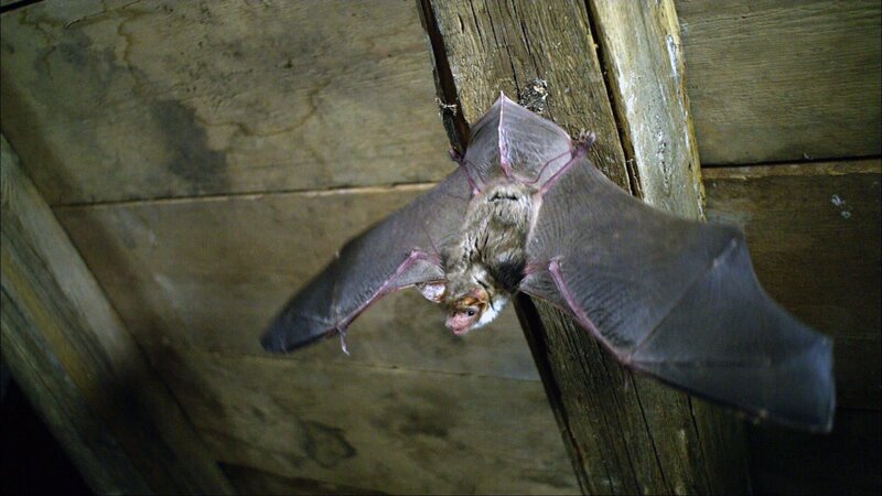 Flora Fledermaus zeigt ihr Können. – Bild: ZDF/​Studio TV