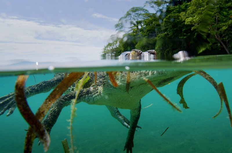 Die bis zu sieben Meter langen Salzwasserkrokodile sind perfekt an ein Leben zwischen Land und Meer angepasst. – Bild: Biopixel