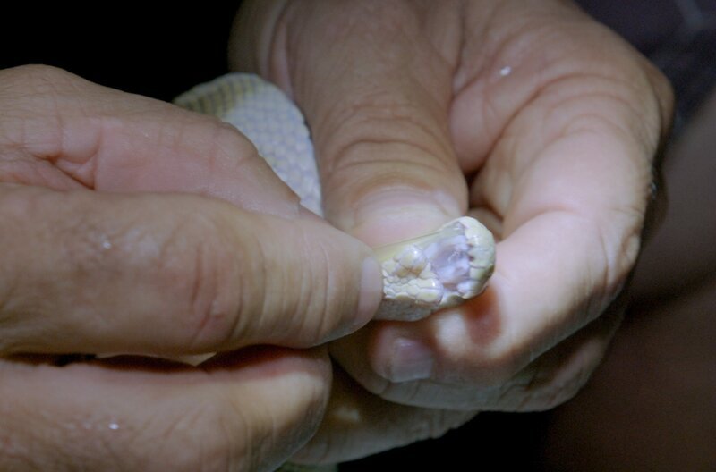 Das für Menschen tödliche Schlangengift könnte die Medizin revolutionieren und wird daher umfangreich erforscht. – Bild: Biopixel