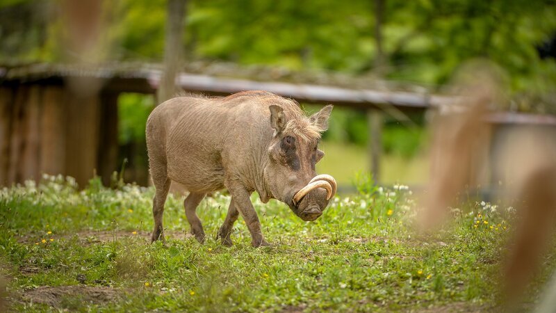 Warzenschwein Magnum. – Bild: ORF /​ Universal /​ Steve Rawlins
