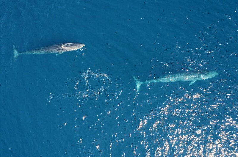 Wale, die Wächter von Madeira – Bild: Elephant Doc