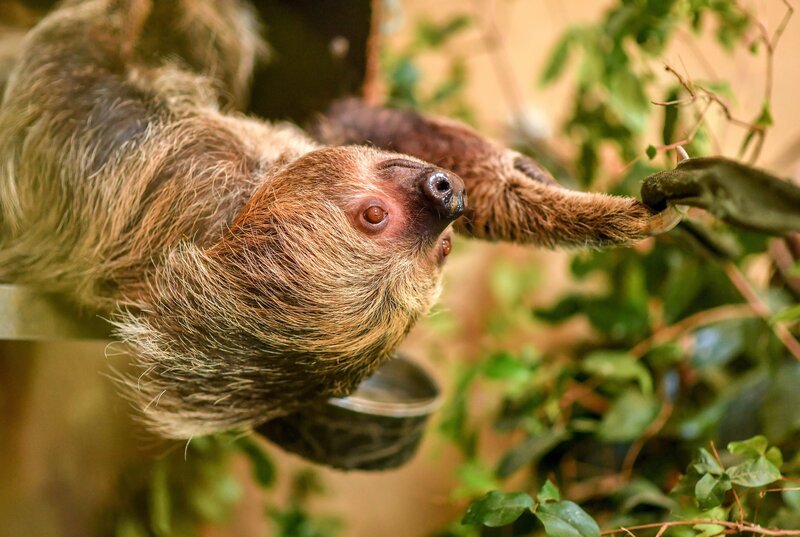 Faultierdame Tina. – Bild: ORF/​Universal/​Steve Rawlins