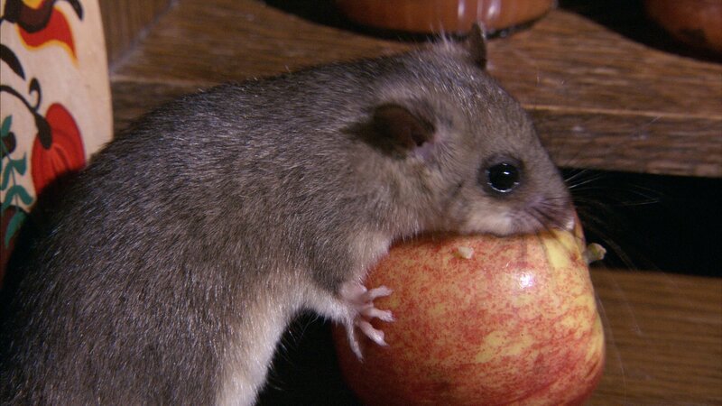 Keks trifft bei seinem Streifzug durch den Garten Silvio Siebenschläfer. – Bild: ZDF