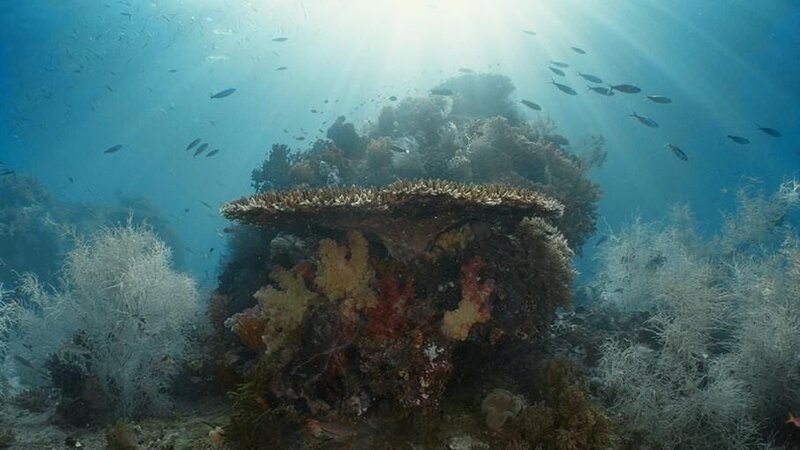 Das Korallendreieck – Ein magischer Kreislauf – Bild: RTL /​ ZONA MIXTA SL /​ Ring of Fire