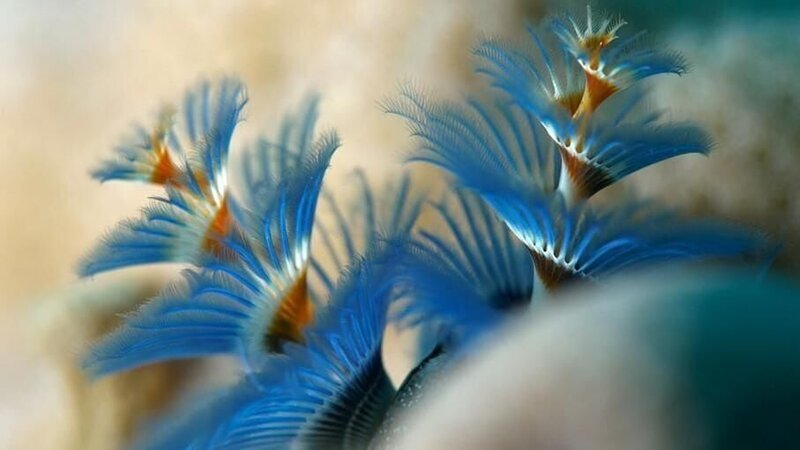 Das Korallendreieck beheimatet die größte Korallenvielfalt der Erde. – Bild: RTL /​ ZONA MIXTA SL /​ Korallenparadies