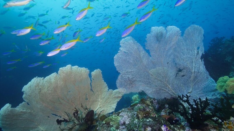 Seefächer (Gorgonien). – Bild: RTL /​ ZONA MIXTA SL /​ Kleine Giganten