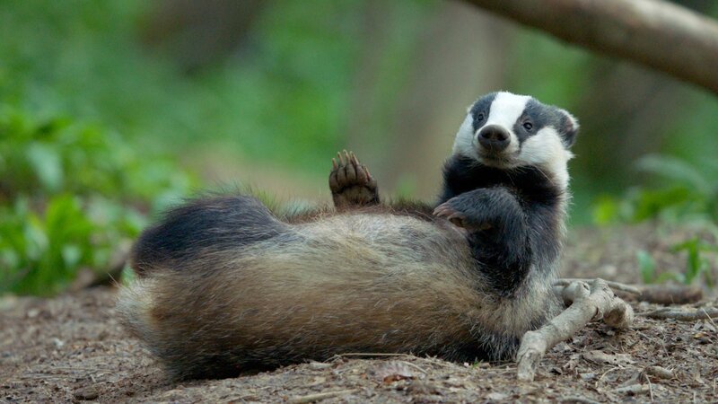 Ein Dachs liegt auf dem Rücken im Wald. – Bild: RTL /​ Athena Films