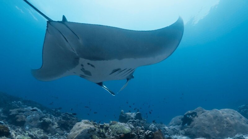 Riesenmanta – Bild: RTL /​ ZONA MIXTA SL /​ Treiben lassen