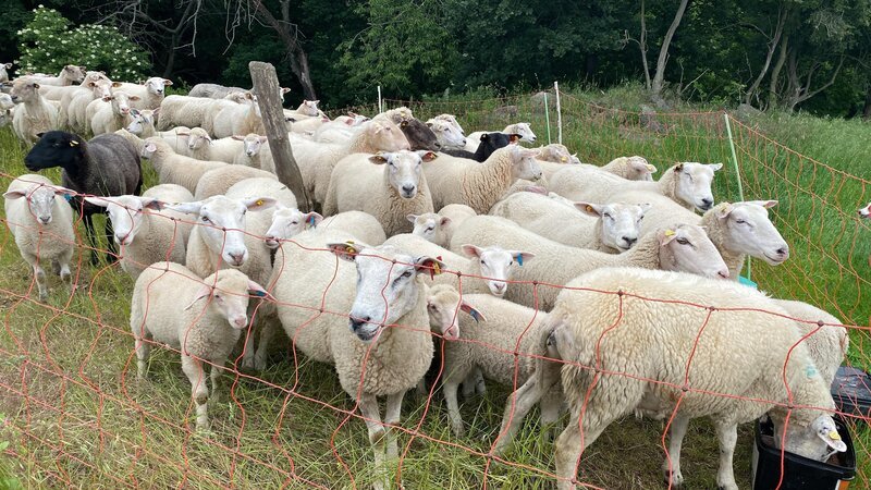 Dana’s Schafherde – Bild: Bauernhof statt Fashion /​ RTL /​ Filet Film