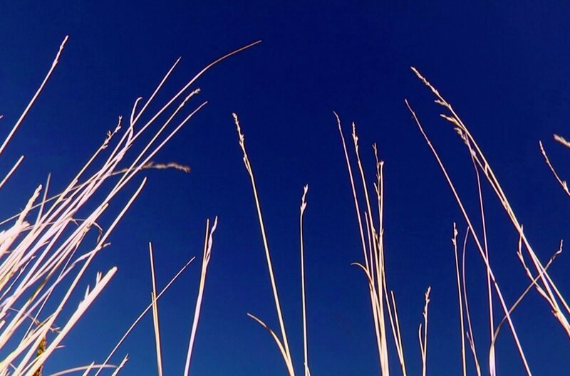 Qoya-Gras, aus dem die Hängebrücke Q’eswachaka über den Fluss Apurimac gefertigt wird. Das Gras hält ein Jahr lang, dann wird die Hängebrücke erneuert. – Bild: BR, SWR /​ BR/​SWR