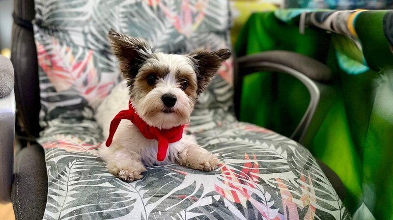 Gino, ein Yorkshire-Terrier-Rüde, hatte eine OP am Knie und braucht Physiotherapie. – Bild: NDR/​Till Lehmann