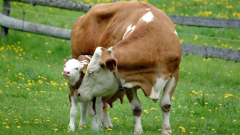 Eine Kuh mit ihrem Kalb. – Bild: ZDF und ORF, Michael Fally