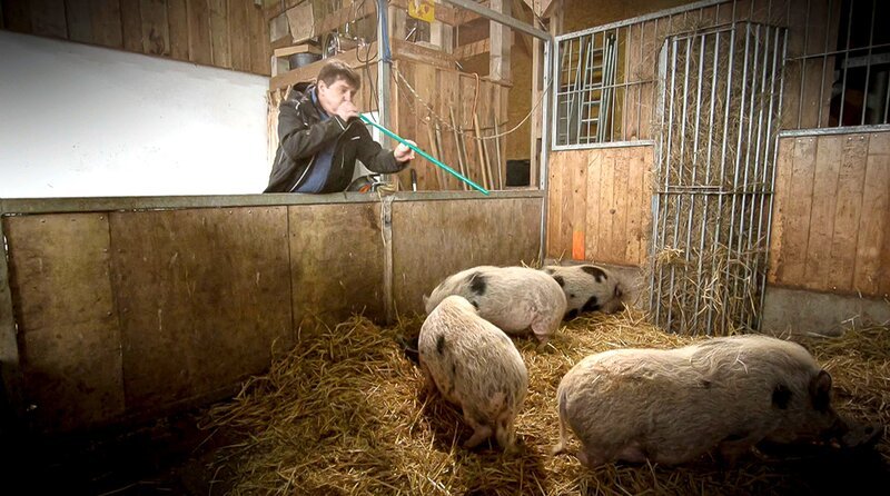 Schweine betäuben. (Bild für alle Folgen) – Bild: MDR/​Ariane Film