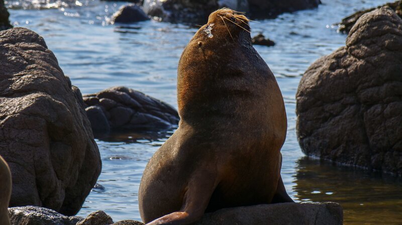 Das dominante Mähnenrobben-Männchen bewacht seinen Strandabschnitt. – Bild: phoenix/​ZDF/​Siddharth Nambiar