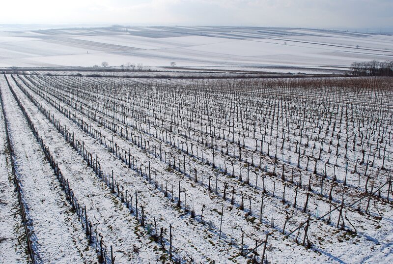 Weite Winterlandschaft im Weinviertel. – Bild: 3sat