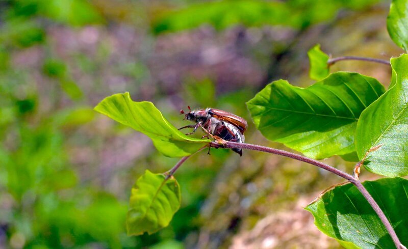 Maikäferflug im Bienwald: Nur alle vier Jahre kann man dieses Naturschauspiel erleben. – Bild: SWR