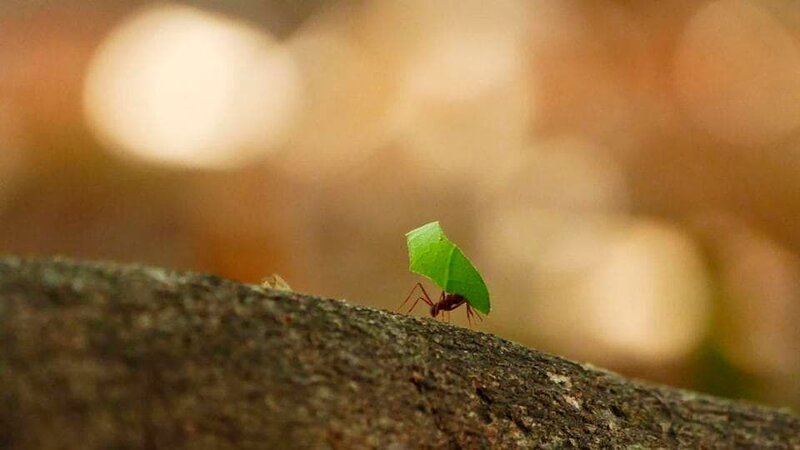 Anschließend tragen die Arbeiterinnen die Blätterschnipsel auf ihren Ameisenstraßen in Richtung Bau. Das Nest befindet sich im Untergrund. – Bild: BR/​Ben Wolter/​Text und Bild Medienproduktion