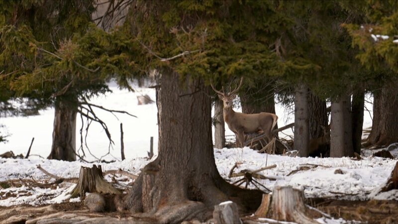 Hirsch. – Bild: ORF/Pammer Film Hirsch. – Bild: ORF/Pammer Film