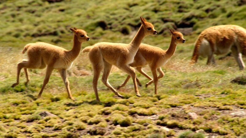 Vikunjafohlen beim spielen. – Bild: WDR/​Light & Shadow GmbH