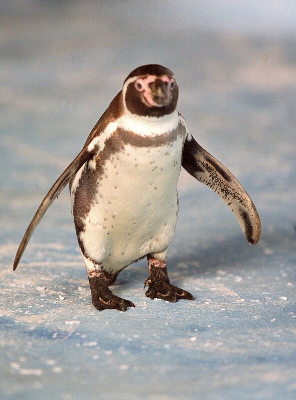 Amundsen (gespielt von Pinguin Charly) lädt zu einer spannenden Abenteuerreise ein. – Bild: WDR/​Harald Köster