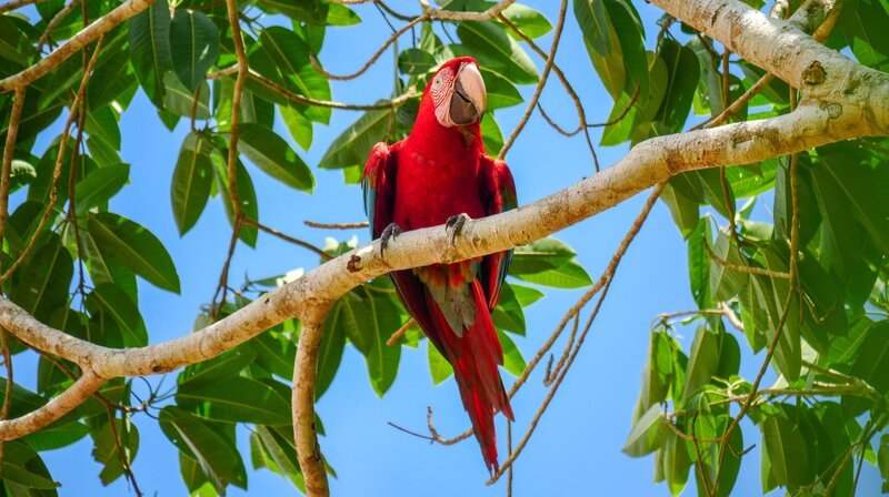 Tambopata, Madre De dios, Peru – Roter und Grüner Ara. – Bild: phoenix/​ZDF/​Siddharth Nambiar