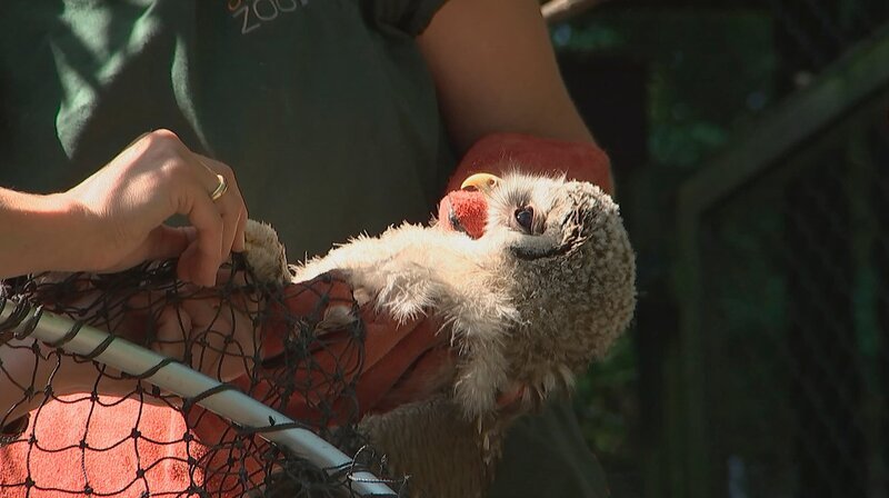 Habichtkäuzchen im Opel-Zoo. – Bild: HR