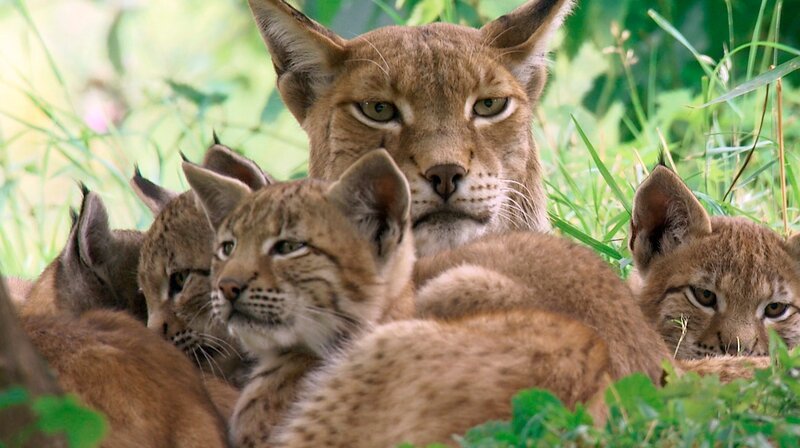 Der Nationalpark Eifel könnte auch einer Luchsfamilie ein Zuhause bieten. – Bild: WDR/​Längengrad Filmproduktion/​Erik Sick