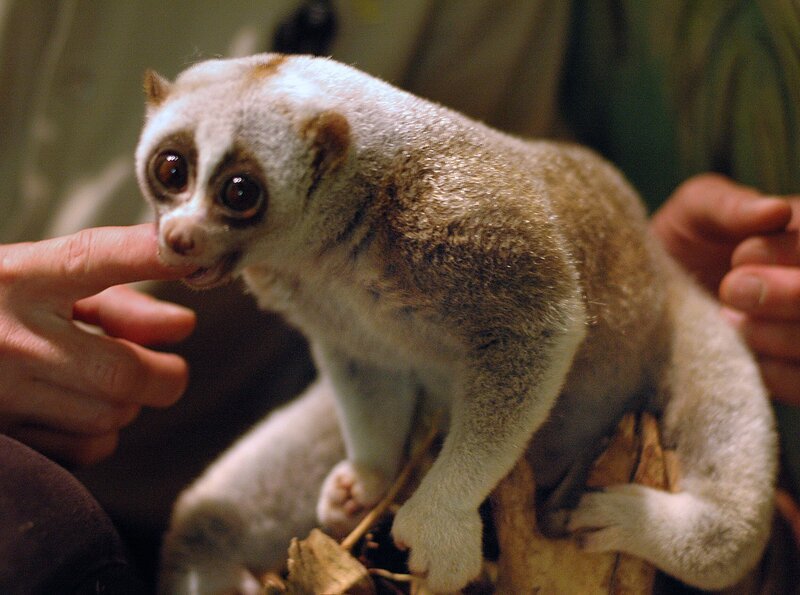 Der Plumplori liebt seinen Pfleger über alles. Für Streicheleinheiten lässt er sogar sein Futter links liegen – sehr zur Freude anderer Interessenten im Nachttierhaus. Neuerdings verhindert der Plumplori sogar, dass der Pfleger das Gehege verlassen kann. – Bild: rbb