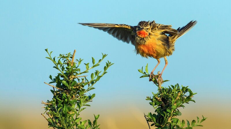 Ein aufgeregter Rotkehlpieper warnt vor einer Gefahr im Gras. Servale jagen häufig kleine Vögel im hohen Gras und sind deshalb oft von warnenden Vögeln umgeben. – Bild: NDR/​NDR Naturfilm/​doclights/​Reinhard Radke