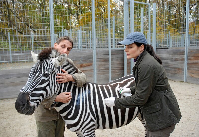 Normalerweise würde Dr. Mertens (Elisabeth Lanz) einen Zebrahengst nie ohne Narkose behandeln, aber Conny (Thorsten Wolf) hat ihn mit der Hand aufgezogen und beteuert, dass das Tier sehr gut erzogen ist. – Bild: MDR/​ARD/​Christa Köfer