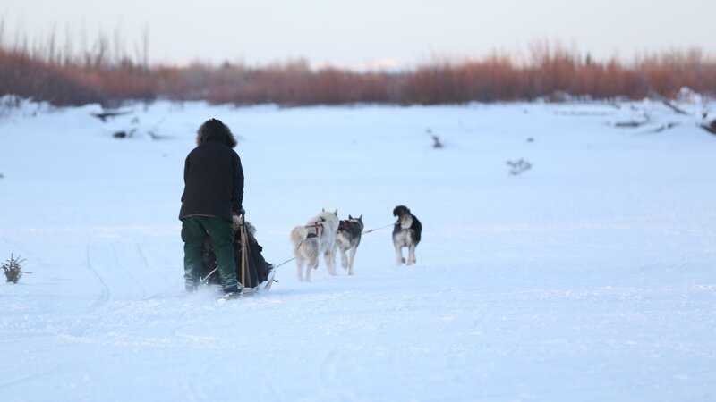 Tyler Selden running the dogsled team. – Bild: Discovery Communications/​Luke Crafton