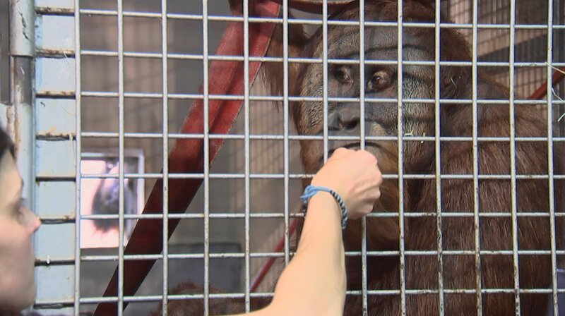 Orang-Utan-Mann Kembali im Frankfurter Zoo. – Bild: HR
