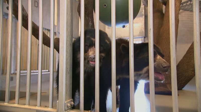 Die Brillenbärbrüder Tupa und Sonco nehmen Abschied vom Frankfurter Zoo. – Bild: HR