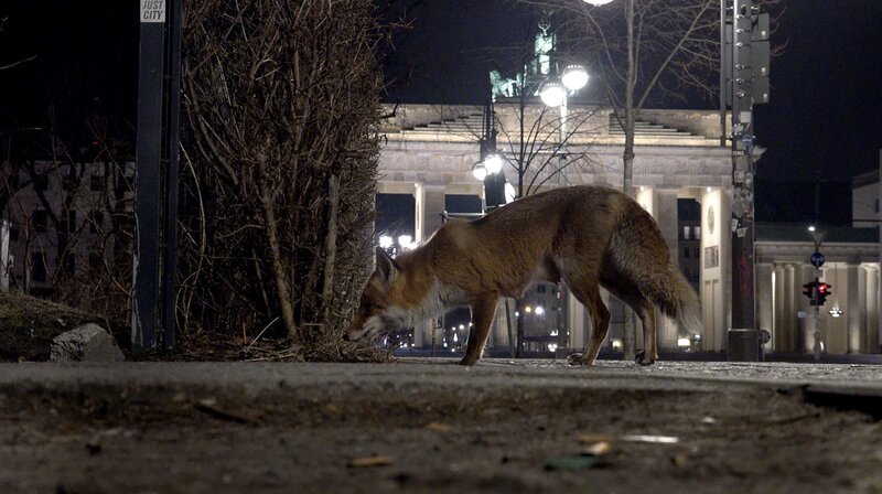 Eine Füchsin aus dem Berliner „Regierungsviertel-Clan“ sucht vor dem Brandenburger Tor nach Fressbarem. – Bild: NDR/​Roland Gockel