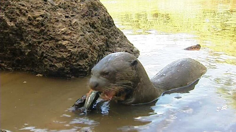 Mit Proviant für mehrere Wochen, 300 Kilogramm Filmausrüstung und einigen Fässern Benzin macht sich das Kamerateam auf den Weg zum Manu-Nationalpark. Mit dem Boot geht es flussaufwärts ins Quellgebiet des Amazonas. Das Ziel sind die Riesenotter in den Altarmen des Rio Manu. Und tatsächlich gelingt es, eine Familie dieser kräftigen und eleganten Fischjäger aus nächster Nähe zu beobachten, und zwar sowohl bei der Aufzucht ihrer Neugeborenen als auch bei ihren Konfrontationen mit den allgegenwärtigen Kaimanen. – Bild: BR/​Felix Heidinger