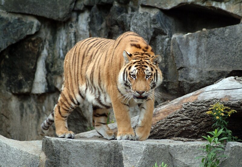 Aus Darius ist schon ein beeindruckender Halbstarker geworden- ein Prachtkater. Aber noch immer steht der Tigerjunge auf Streicheleinheiten. Heimlich, wenn die Großen nicht gucken. – Bild: rbb/​Thomas Ernst