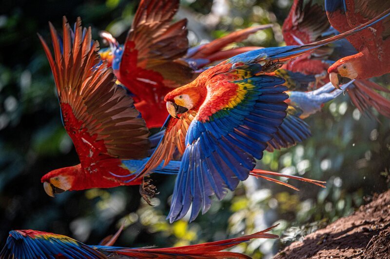 Bunte Scharlacharas (Ara macao) – Bild: Michael Martin