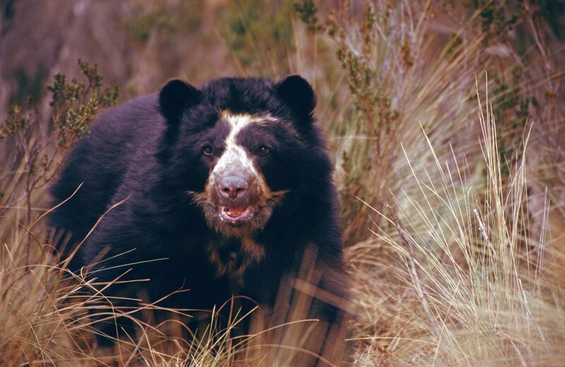 Anden- oder Brillenbären sind die einzige Bärenart Südamerikas und die letzten Überlebenden aus der Unterfamilie der Kurzschnauzenbären, die bis zur letzten Eiszeit den gesamten nordamerikanischen Kontinent bewohnten. In den Nebelwäldern der Hochanden waren sie vor den Gletschermassen sicher und konnten sich über die Jahrtausende an diesen neuen Lebensraum anpassen. – Bild: BR/​Jim Clare/​Jim Clare