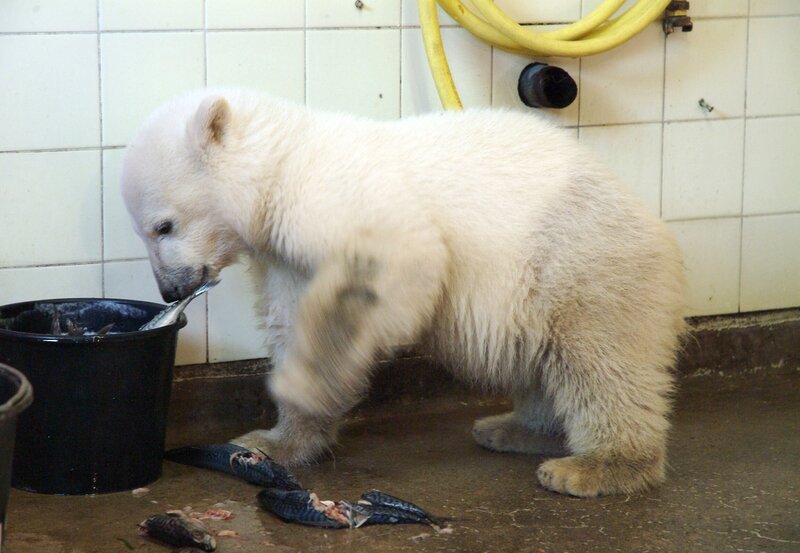 Superstar Knut aus dem Zoo Berlin – Bild: rbb/​Thomas Ernst