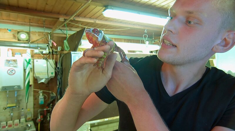 Pfleger Florian Rimpler aus dem Opel-Zoo ist begeistert von dem Chamäleon, das mitten auf der befahrenen Straße gefunden wurde. – Bild: HR