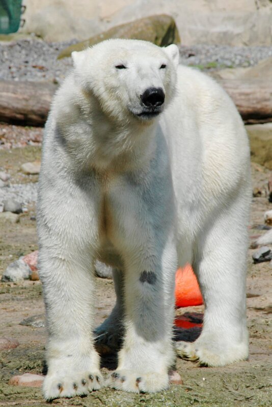 Valeska am ersten Tag im Aussengehege im Zoo am Meer, Bremerhaven. – Bild: RB/​Volkmar Strueßmann