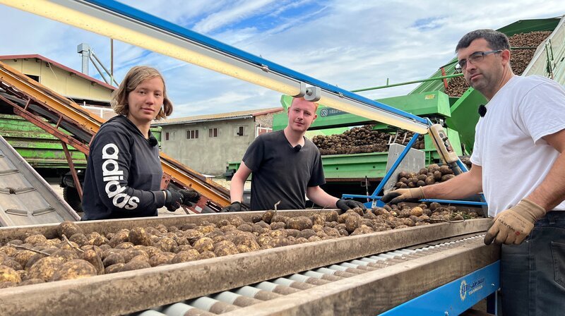 Luise, Hennes und Ronny retten die Kartoffelernte. Weiteres Bildmaterial finden Sie unter www.br-foto.de. – Bild: MDR/​MiaMedia/​Susanne Bülow