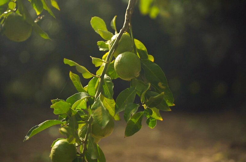 Die Zitrusfrucht Bergamotte wächst in Kalabrien. – Bild: Elephant Doc /​ Die Zitrusfrucht Bergamotte wächst in Kalabrien.